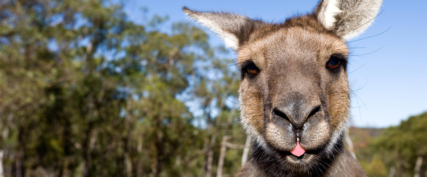 Australien - eine Reise durch die Traumzeit