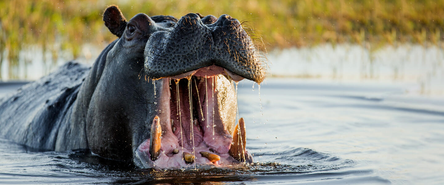 Botswana und Simbabwe - Donnernder Rauch und Okavango-Delta