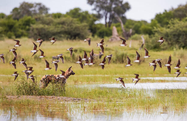 Botswana und Simbabwe - Donnernder Rauch und Okavango-Delta