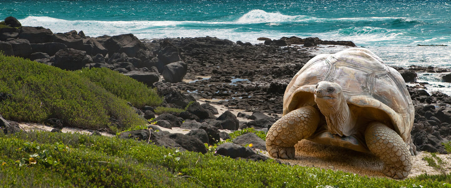 Galápagos auf die bequeme Art