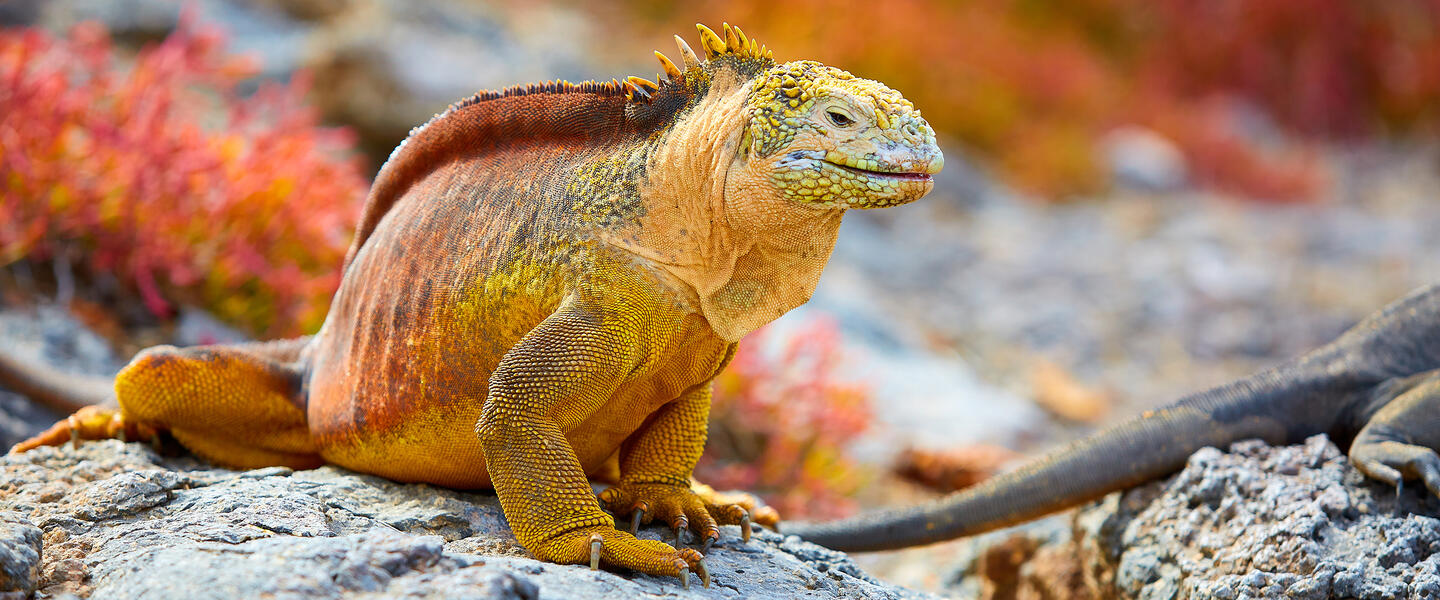 Galápagos mit dem Schiff entdecken