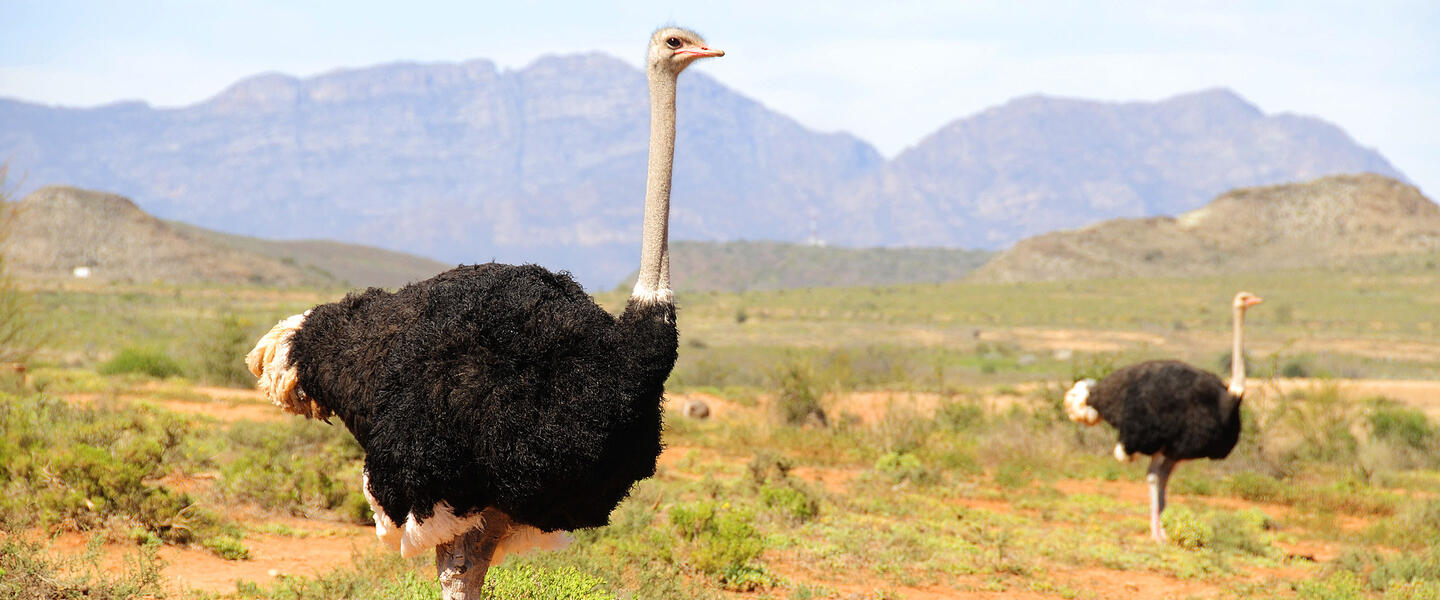 Südafrika ausführlich entdecken für Selbstfahrer