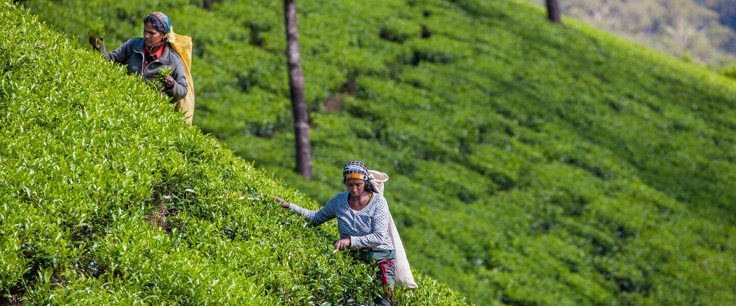 Sehnsuchtsland Sri Lanka