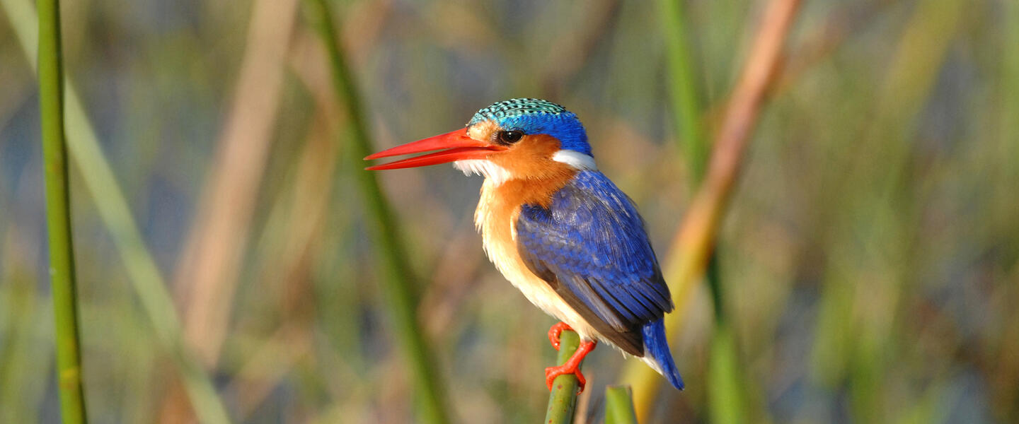 Wildes Herz Afrikas